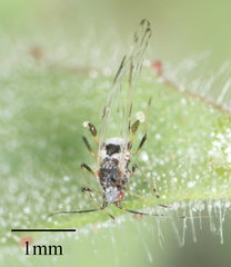 Eucarazzia elegans
