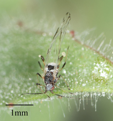 Eucarazzia elegans