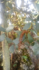 Byrsonima crassifolia