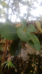 Byrsonima crassifolia