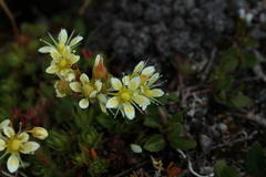Saxifraga bronchialis funstonii