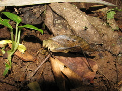 Orophus conspersus