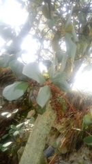 Byrsonima crassifolia