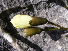 Tabebuia platyantha