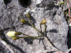 Tabebuia platyantha
