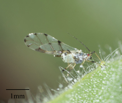 Eucarazzia elegans
