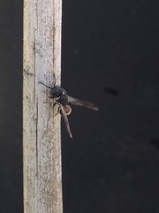 Leptochilus rufinodus