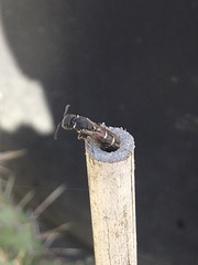 Leptochilus rufinodus