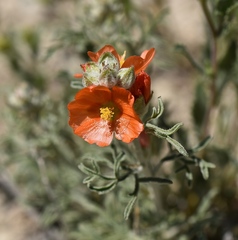 Sphaeralcea grossulariifolia