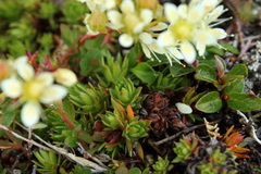 Saxifraga bronchialis funstonii