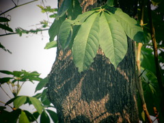 Godmania aesculifolia