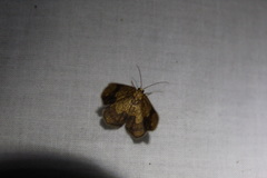 Nematocampa completa