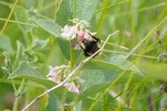 Bombus rufocinctus