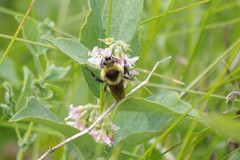 Bombus rufocinctus