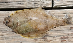 Citharichthys sordidus