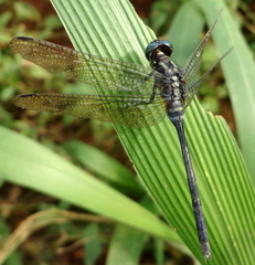 Libellulidae
