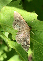 Anania coronata