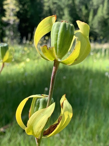 California Pitcher Plant