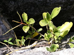 Peperomia obtusifolia