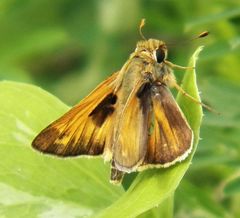 Atalopedes campestris huron