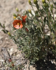 Sphaeralcea grossulariifolia