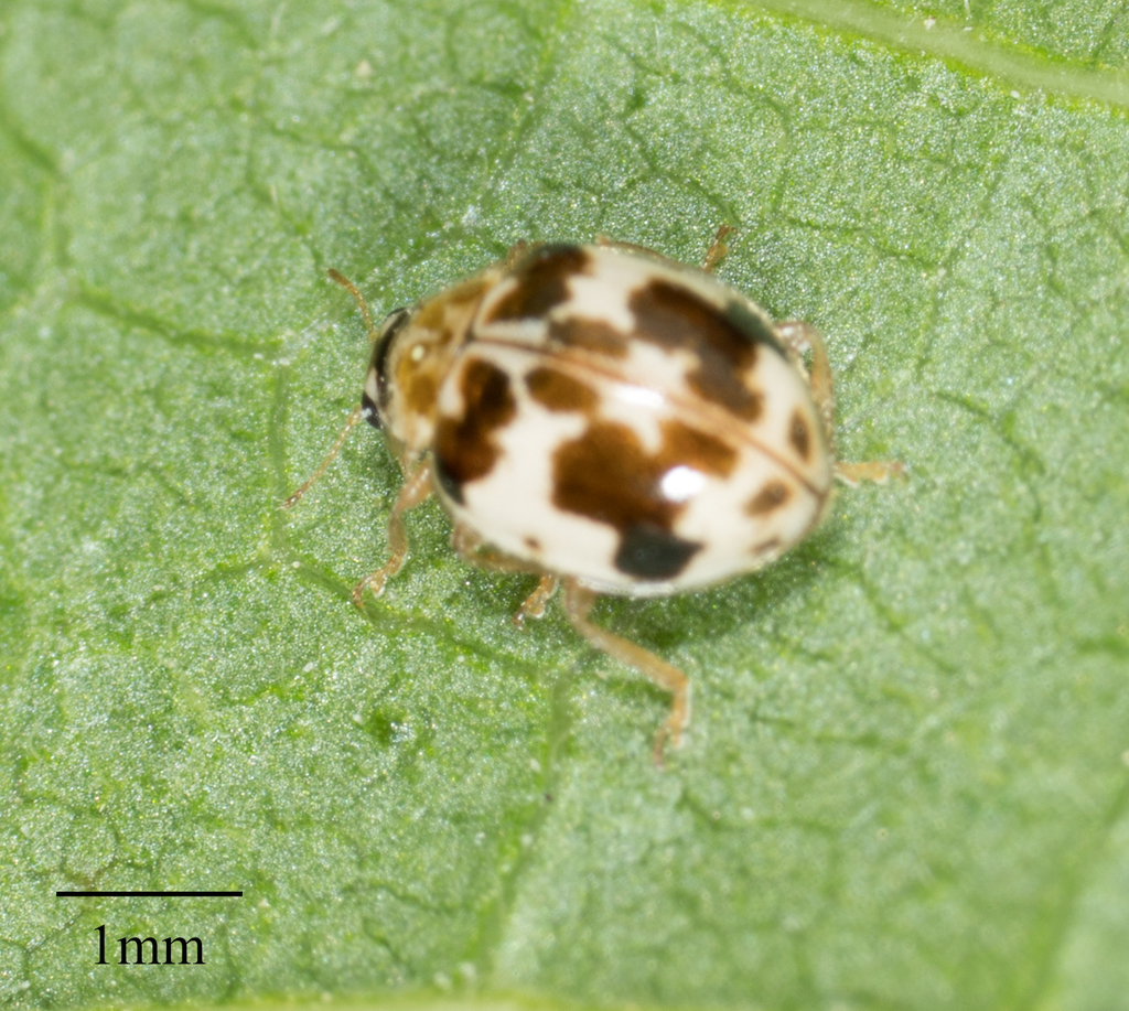 Western Fairy Lady Beetle