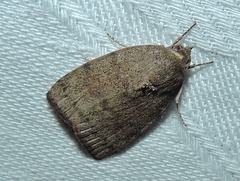 Austrocarea iocephala