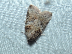 Garella vallata