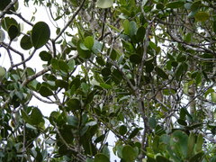 Dendrocousinsia spicata