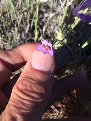 Penstemon linarioides