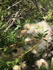 Salix jepsonii