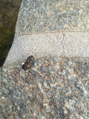 Sceloporus occidentalis