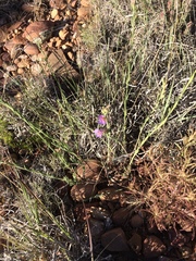 Penstemon linarioides