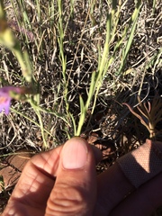 Penstemon linarioides