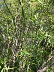 Salix jepsonii