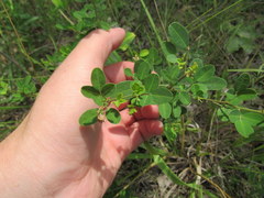 Lespedeza frutescens