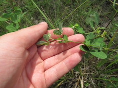 Lespedeza frutescens