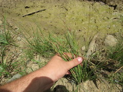 Eleocharis engelmannii