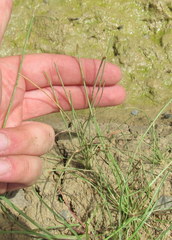 Eleocharis engelmannii