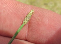 Eleocharis engelmannii