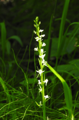 Platanthera dilatata albiflora