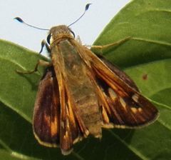 Atalopedes campestris huron