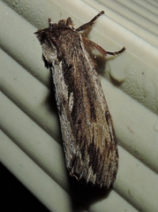 Hylaeora capucina