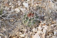 Sclerocactus sileri