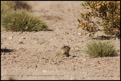 Ctenomys