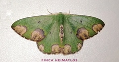 Oospila carnelunata