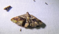 Zaleops umbrina