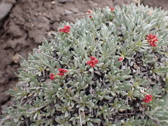 Eriogonum androsaceum