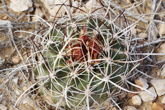 Sclerocactus sileri
