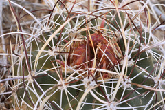 Sclerocactus sileri